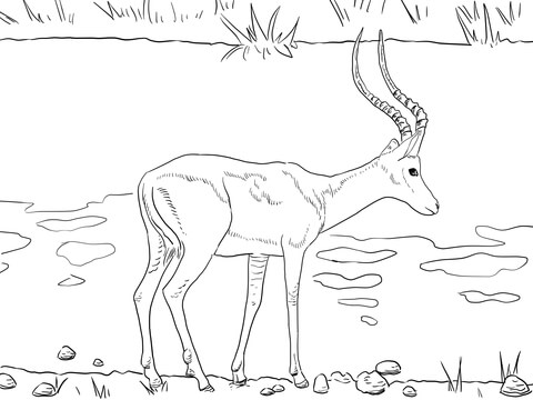 Realistic Impala Coloring Page